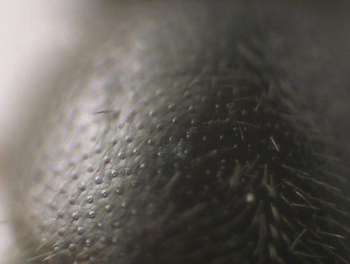 Mocyta sp.